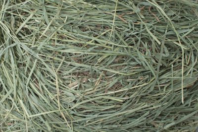 timothy hay.jpg 3